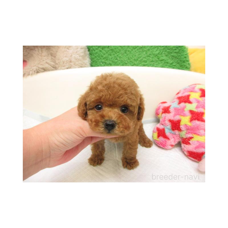 販売中の大阪府のトイプードル-429204の2枚目